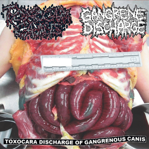 Gangrene Discharge : Toxocara Discharge of Gangrenous Canis